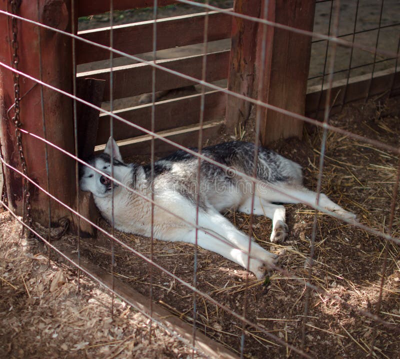 husky crate