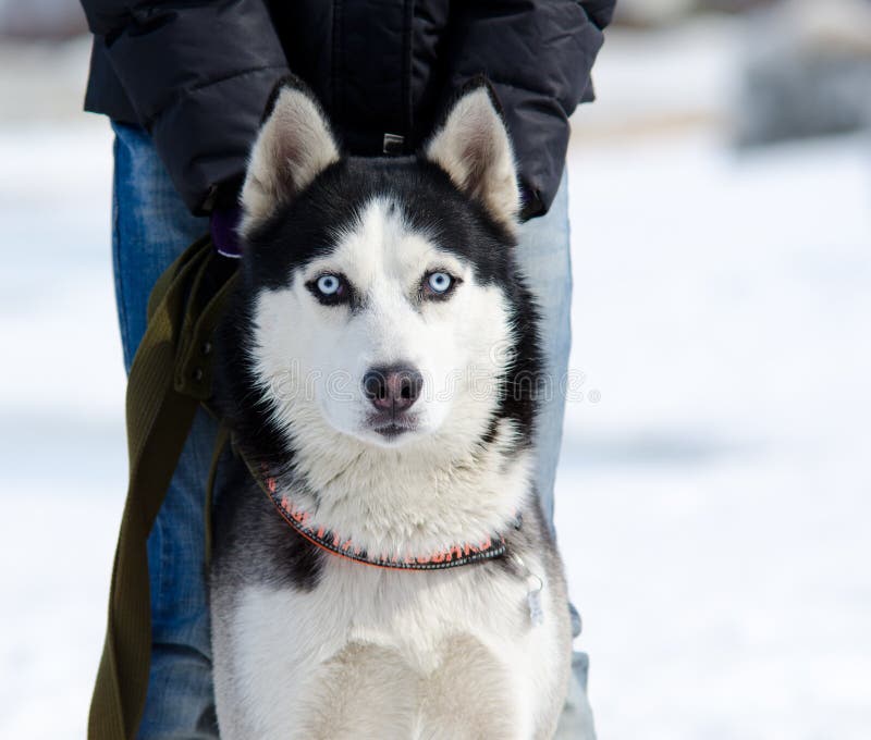 Siberian husky dog