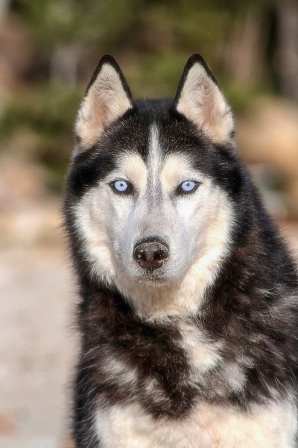 Siberian husky dog