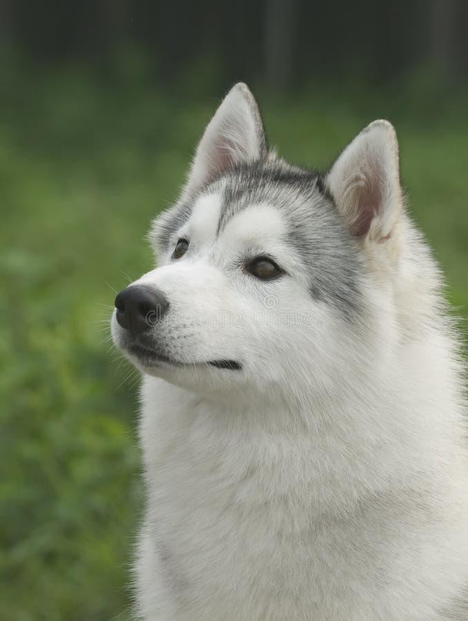 Siberian husky dog