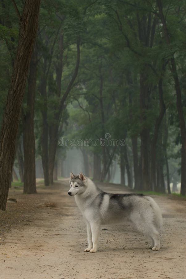 Siberian husky dog