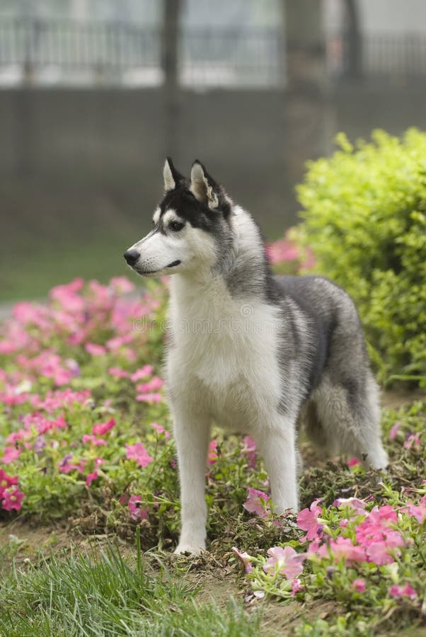 Siberian husky dog