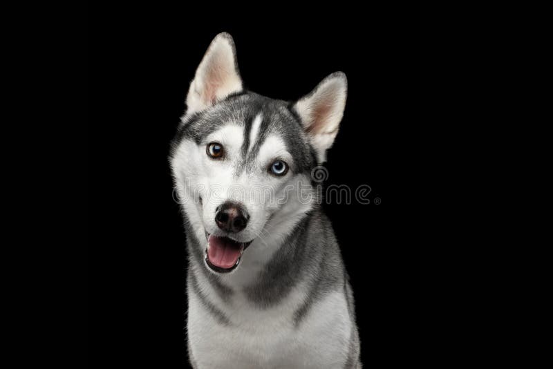 Siberian Husky Dog on Black Background royalty free stock photo