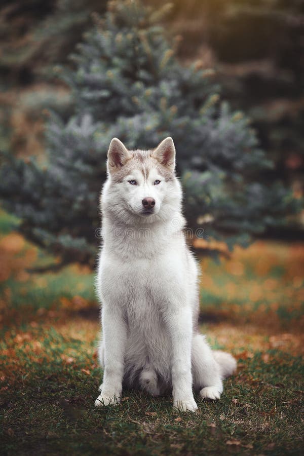Siberian husky dog in the forest.