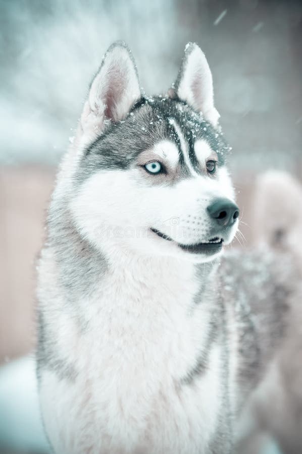 Siberian Husky Dog Grey And White Wondering Portrait In 