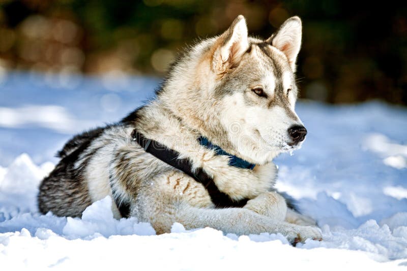 Siberian Husky Dog Laying In Snow royalty free stock image Siberian Husky Dog Laying In Snow royalty free stock image