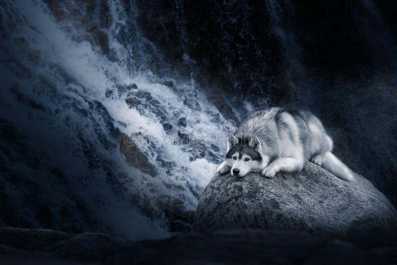 A Siberian Husky dog lies on a rock