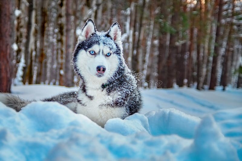 Siberian husky dog lies on snow in winter forest. Beautiful dog breed black and white color, blue eyes and with snow on muzzle.