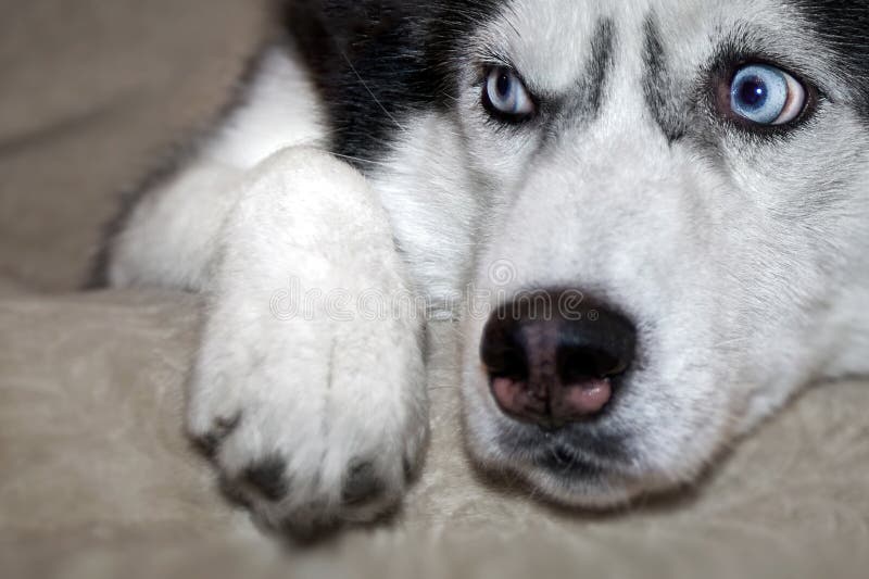Siberian Husky Dog is Lying on the Bed. Closeup. Stock Photo Image