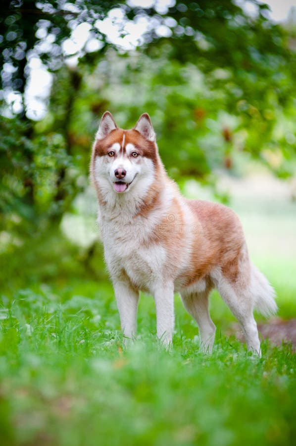 Siberian husky dog outdoors