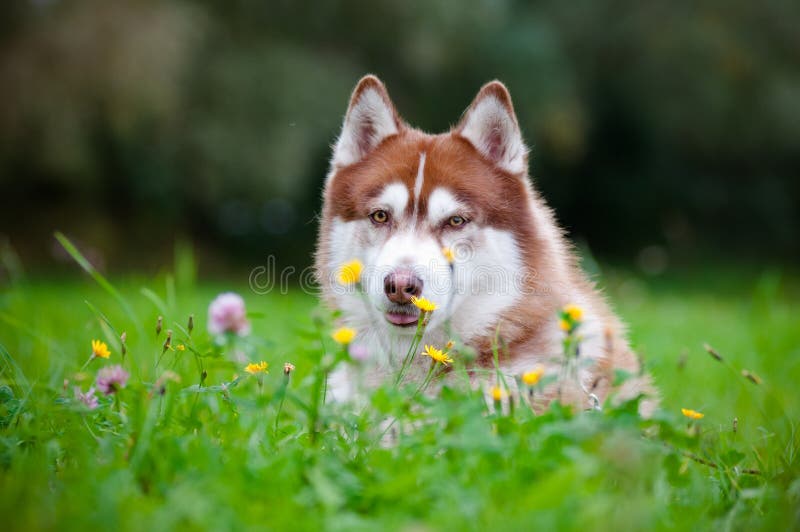 Siberian husky dog outdoors