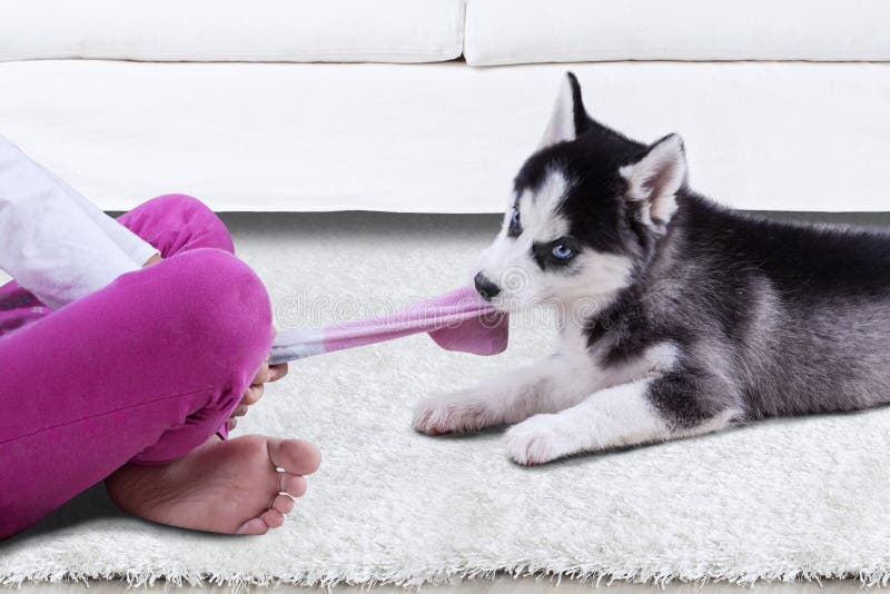 Siberian husky dog playing a sock at home