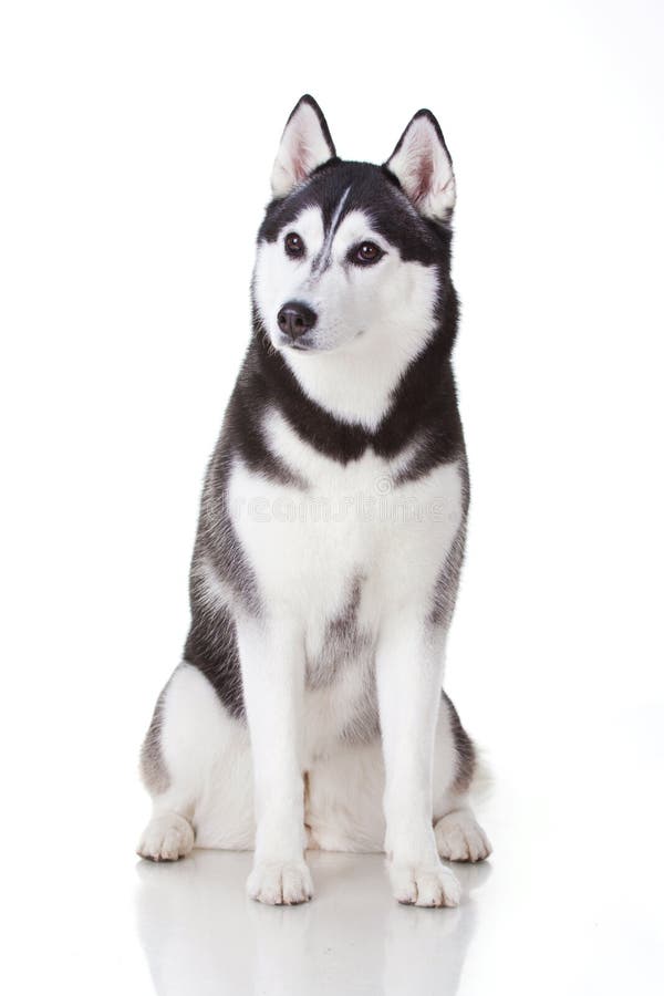 Siberian husky dog