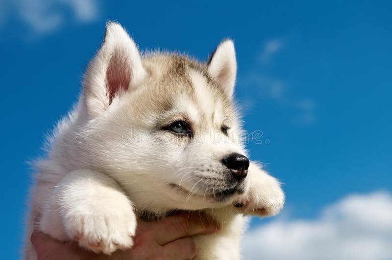 Siberian husky dog puppy