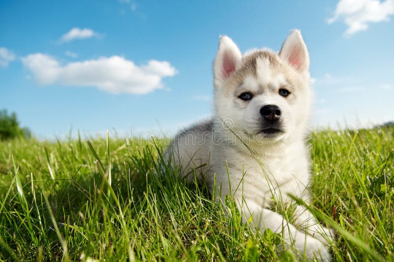 Siberian husky dog puppy