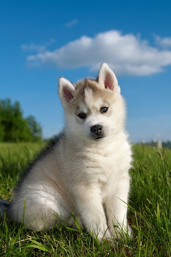 Siberian husky dog puppy