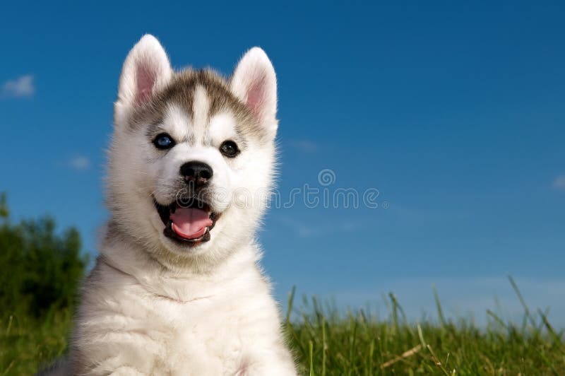 Siberian husky dog puppy