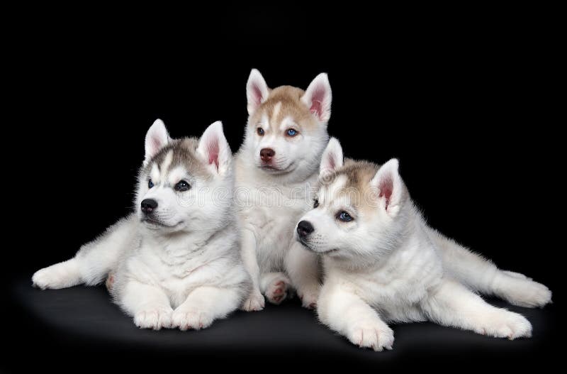 Siberian husky dog puppy