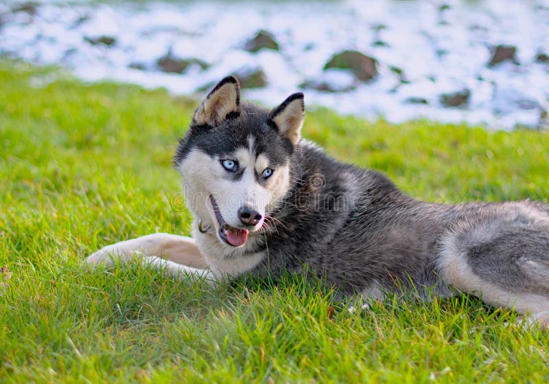 Siberian husky dog royalty free stock image