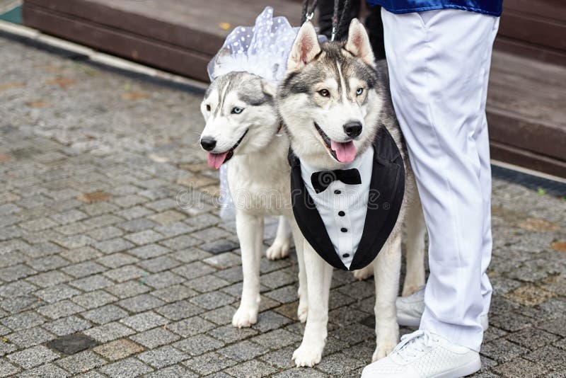 are siberian huskies better in pairs