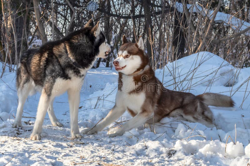 Playing Dogs On Snow. Husky Dogs Jump, Bite, Fight. Friendly Two