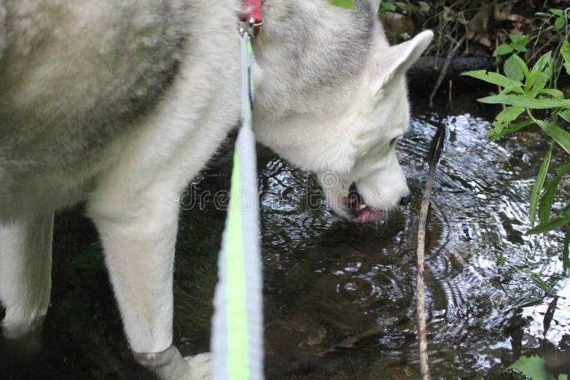 Siberian Husky Drinking från ström arkivbild Siberian Husky Drinking från ström arkivbild