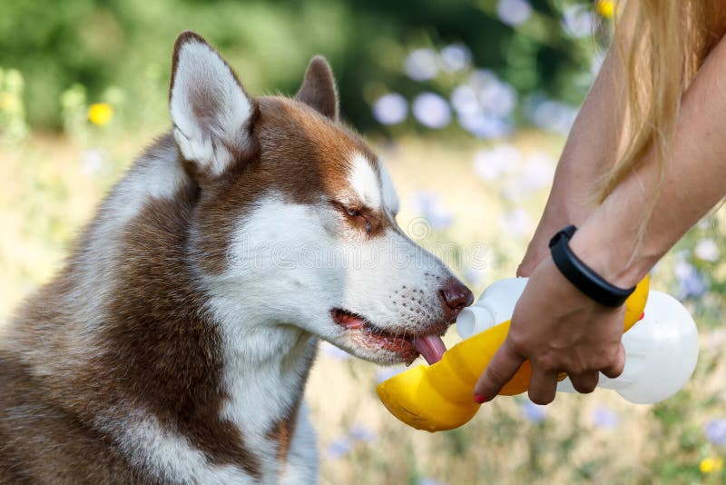 Siberian Husky Drinking Water Stock Image Image of friendship