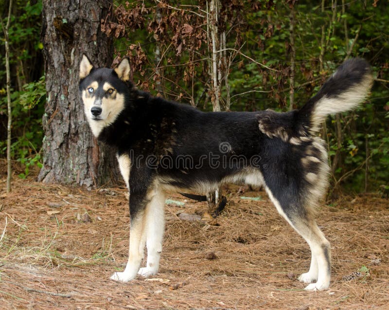 alaskan klee kai german shepherd mix