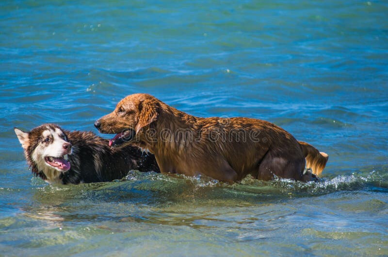 Siberian Husky and golden retriever puppies swimming on the shore sea splashing water