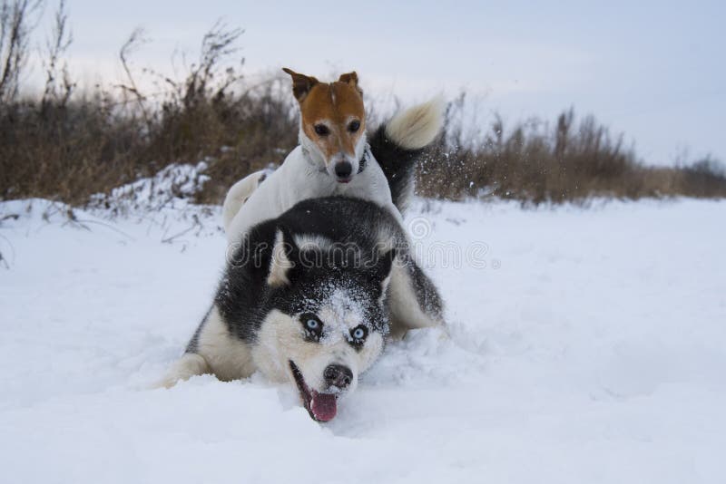 Siberian husky and jack russell royalty free stock image