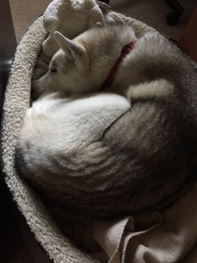 Siberian Husky Laying in Bed Stock Photo Image of laying, husky