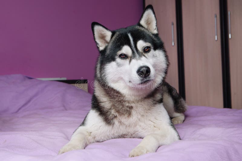 Siberian Husky Lying in the Bed Looking at Camera Stock Photo Image