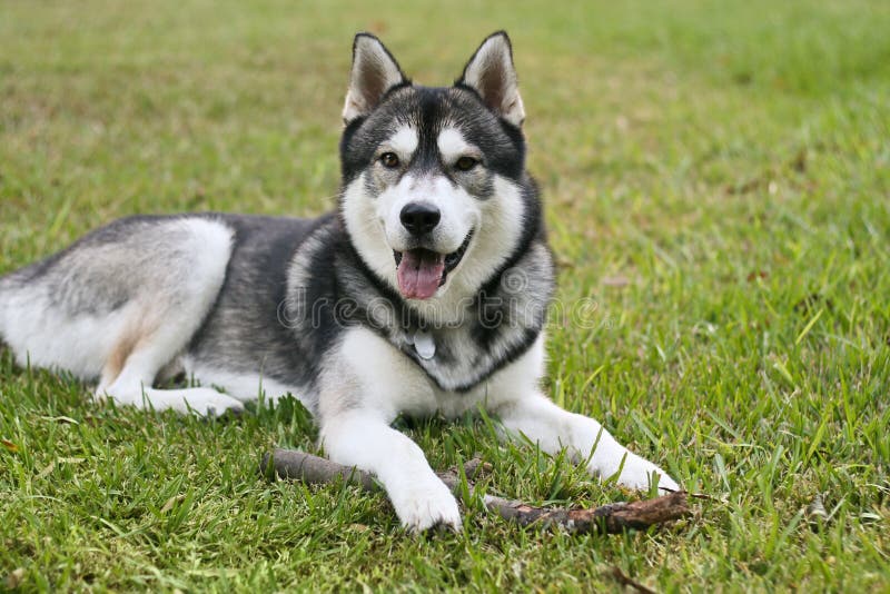 Siberian Husky Outside stock image. Image of siberian 3395239