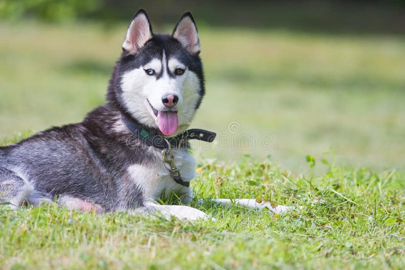 Siberian husky play royalty free stock photography