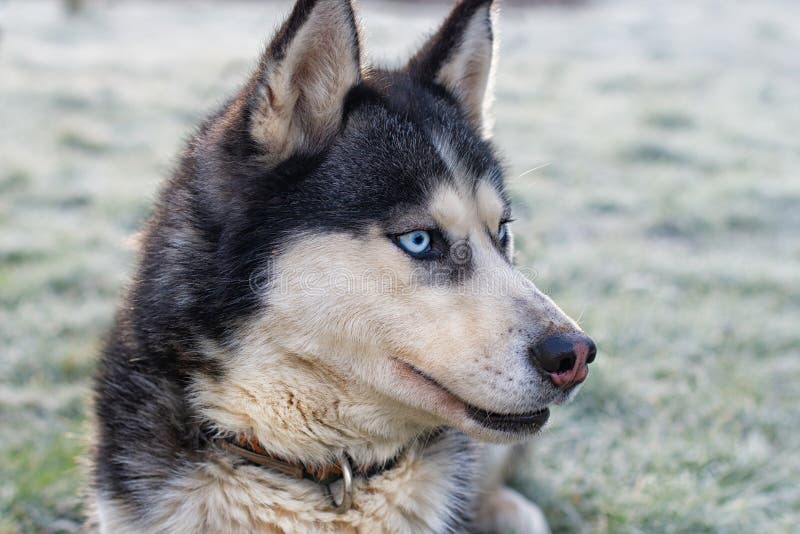 Siberian husky portrait stock photography