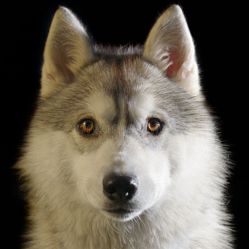 Siberian Husky stock photo. Image of profile, beauty - 69268732