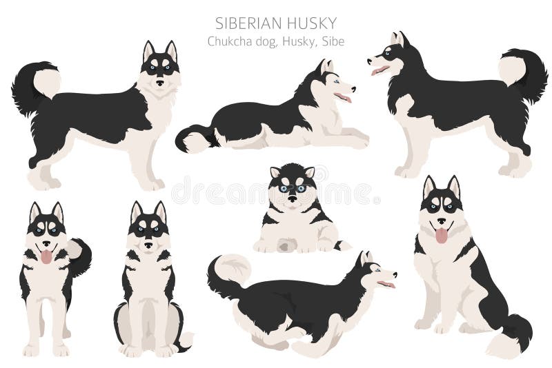 type of husky coats