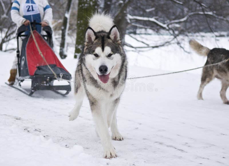 husky pulling sled