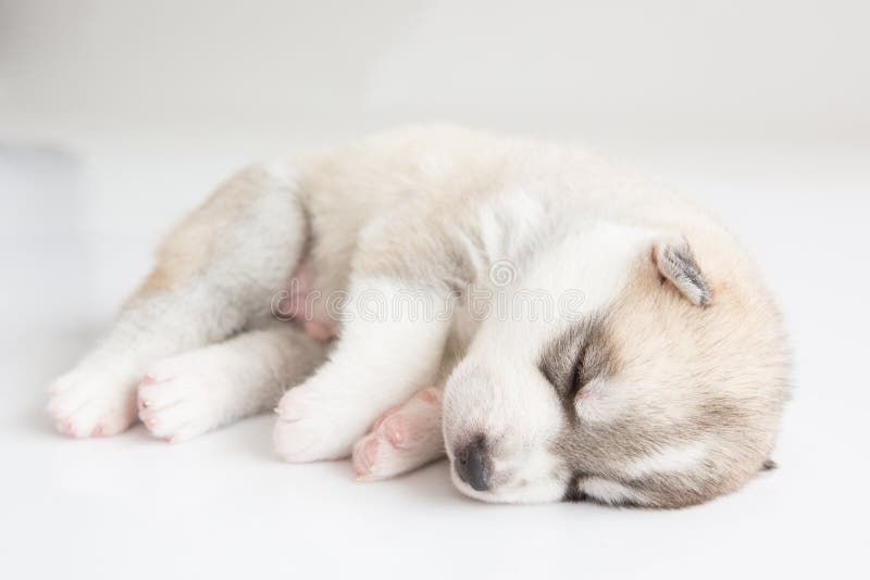 Can a Husky Puppy Sleep Outside?