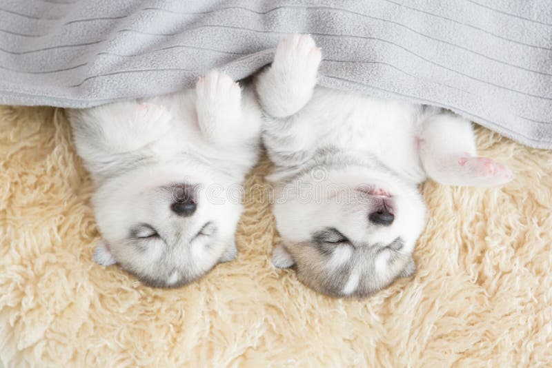 Siberian Husky Puppies Sleeping with Isolated Background Stock Image ...
