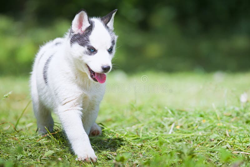 Siberian husky puppy stock images