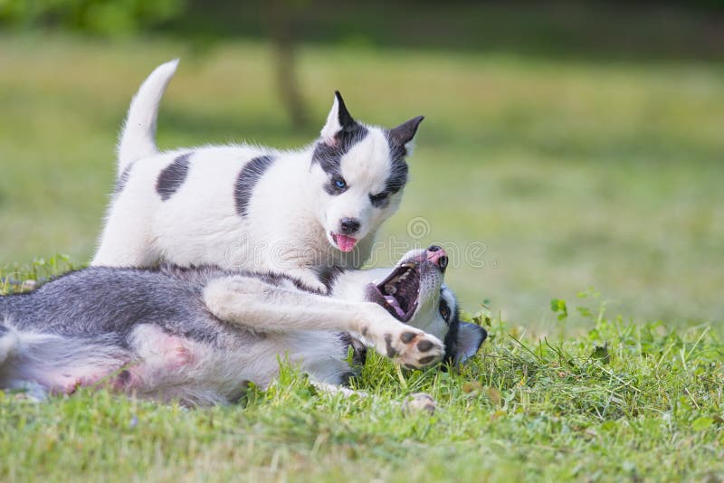 Siberian husky puppy royalty free stock images