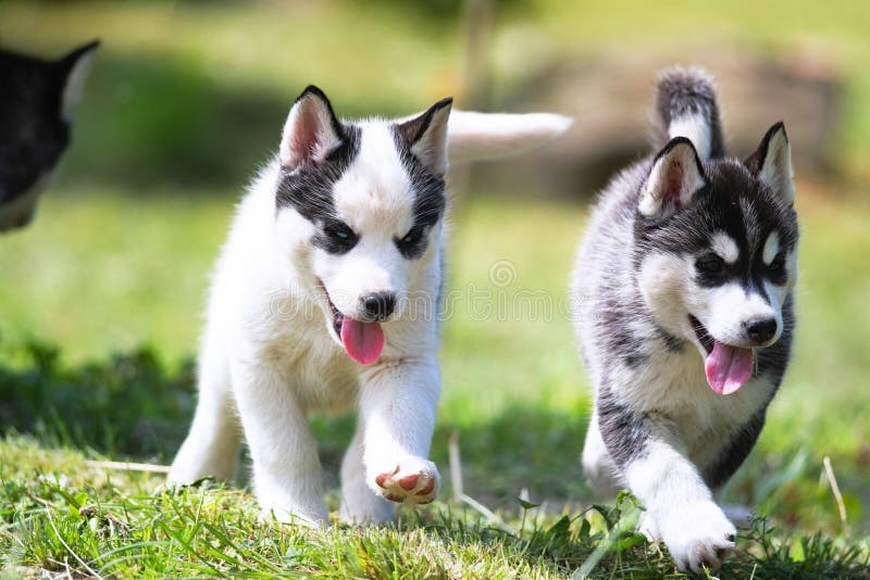 Siberian husky puppy royalty free stock images