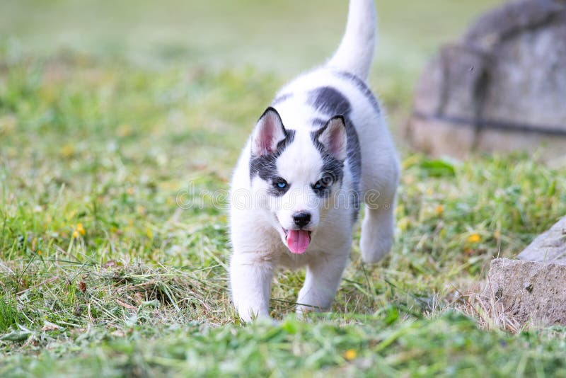 Siberian husky puppy stock photos