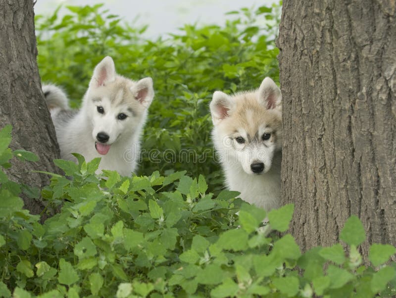 Siberian husky puppy dog