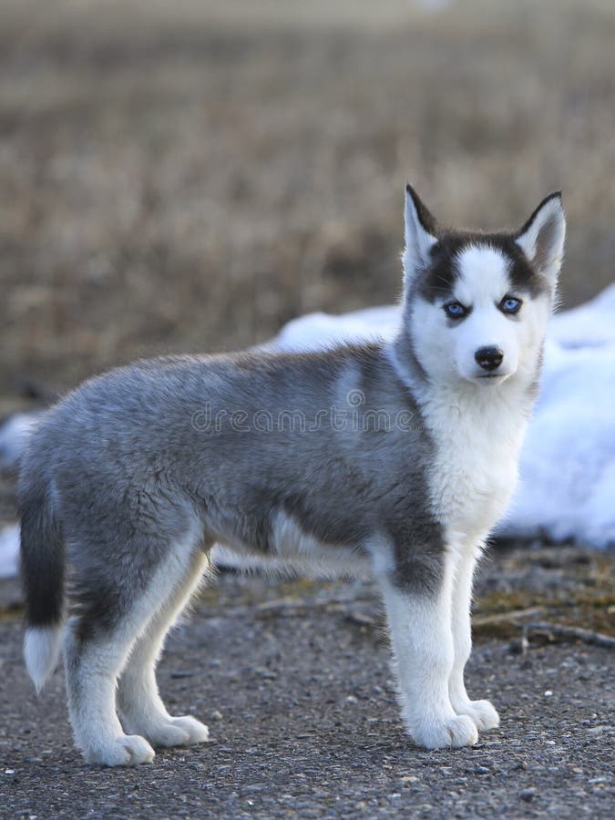 Siberian Husky puppy exploring. stock image