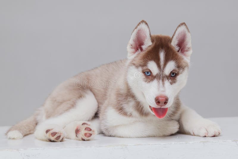 Siberian Husky Puppy 2 gamla m?nad arkivbild Siberian Husky Puppy 2 gamla m?nad arkivbild
