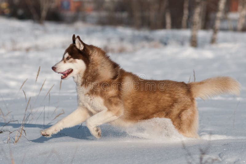 Siberian Husky Running In The Snow Stock Photo Image of fantastic