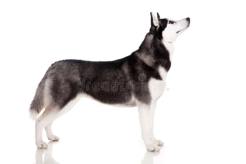 Siberian husky - show dog