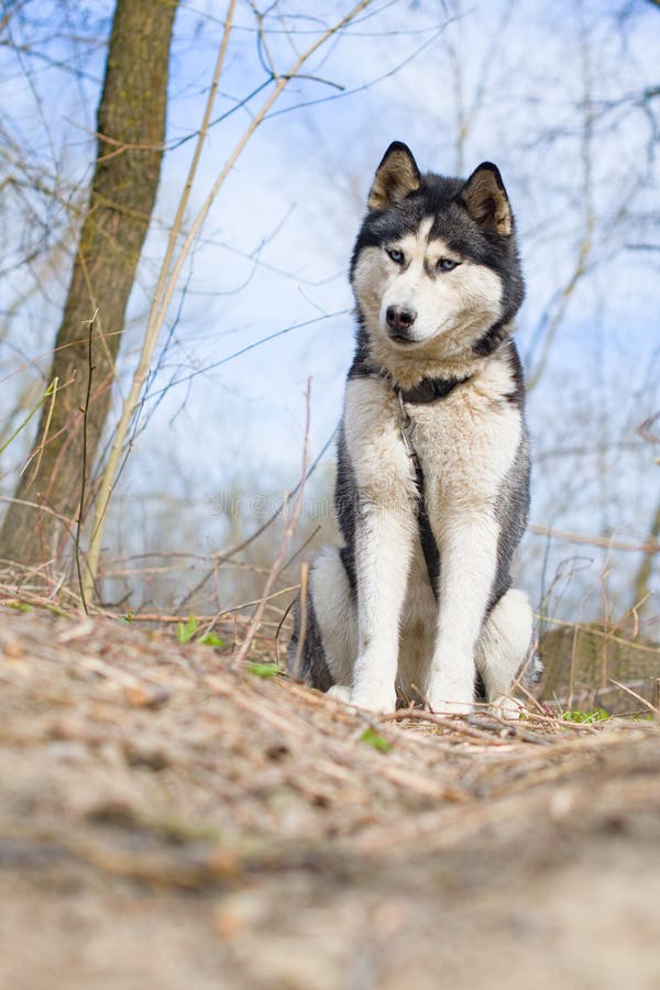 Siberian husky stock photos